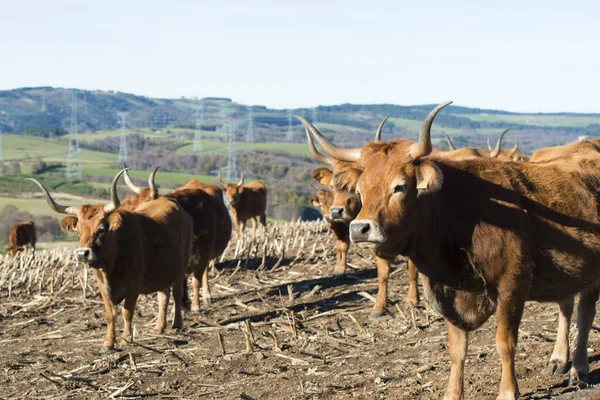 Bueyes Con Cuernos Grandes Pastando Prados Fonsagrada Provincia Lugo Galicia — Foto de Stock