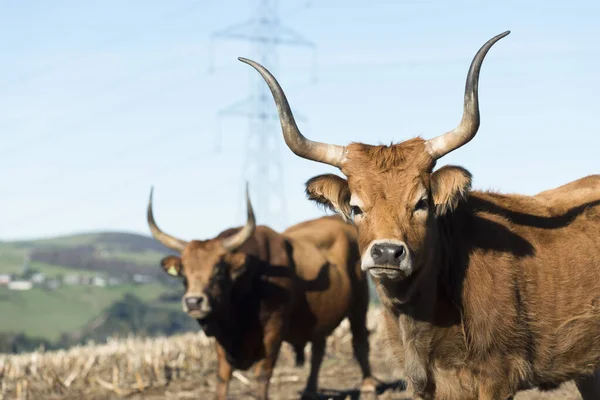 Bueyes Con Cuernos Grandes Pastando Prados Fonsagrada Provincia Lugo Galicia —  Fotos de Stock