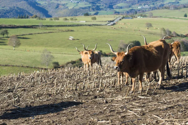 Bueyes Con Cuernos Grandes Pastando Prados Fonsagrada Provincia Lugo Galicia —  Fotos de Stock