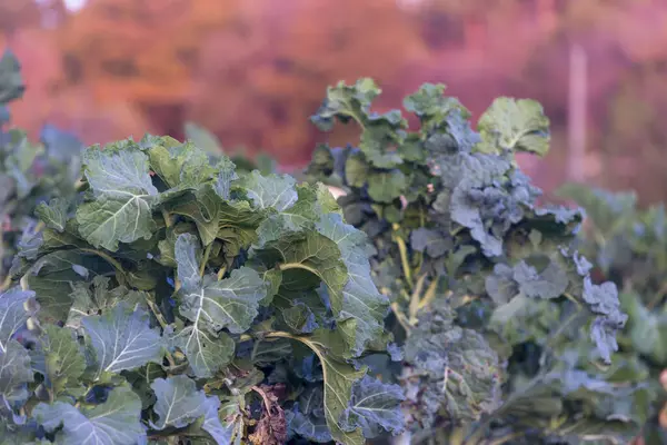 Lugo地区典型的卷心菜种植 西班牙 — 图库照片