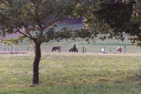 Cavalos Pastando Nos Prados Zona Rural Meira Lugo Galiza Espanha — Fotografia de Stock