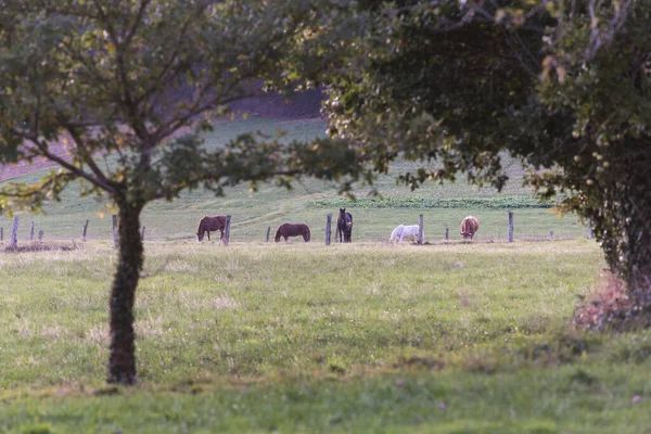 Caballos Pastando Prados Zona Rural Meira Lugo Galicia España —  Fotos de Stock