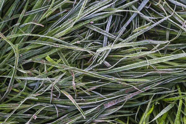 Soil Various Wild Plants Covered Hoarfrost Rural Area Galicia Spain — Stock Photo, Image