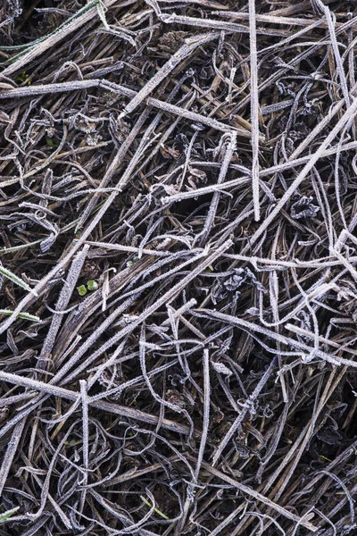 Boden Mit Verschiedenen Wildpflanzen Die Mit Raureif Bedeckt Sind Einer — Stockfoto