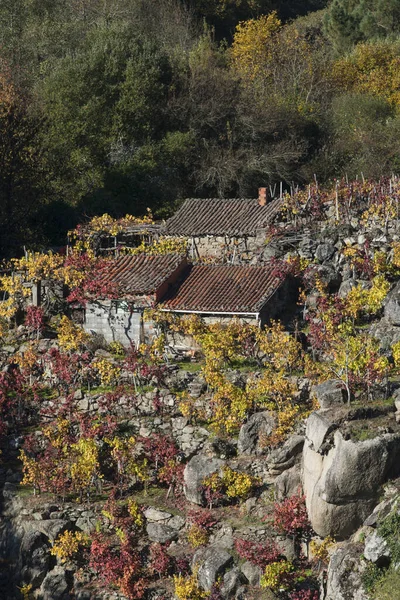 ガリツィア スペイン リベイラ サクラと呼ばれる有名な地域の秋のブドウ畑の詳細 — ストック写真
