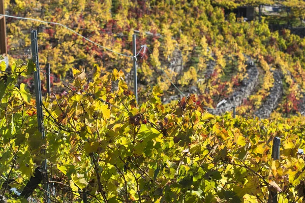 Detalj Vingårdarna Hösten Galicien Spanien Det Berömda Området Ribeira Sacra — Stockfoto