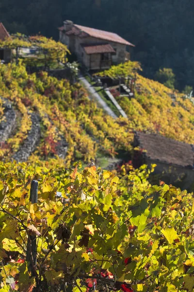 Yksityiskohta Viinitarhojen Syksyllä Galiciassa Espanja Kuuluisalla Alueella Nimeltä Ribeira Sacra — kuvapankkivalokuva