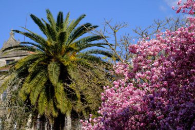 Pontevedra 'da bir palmiye ağacının yanında pembe çiçekli büyük bir manolya (İspanya))