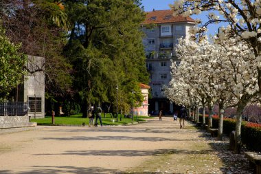 PONTEVEDRA, İSPAN - 22 Şubat 2018: Magonolios şehir parklarından birinde çiçek açtı.