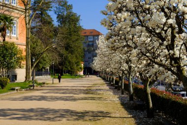 PONTEVEDRA, İSPAN - 22 Şubat 2018: Magonolios şehir parklarından birinde çiçek açtı.