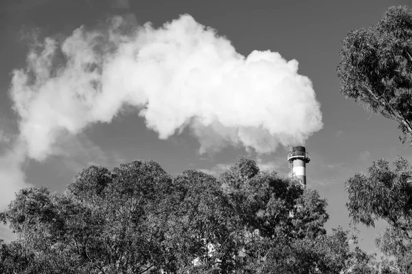 Smoke Coming Out Chimney Paper Pulp Industry Eucalyptus Trees — Stock Photo, Image