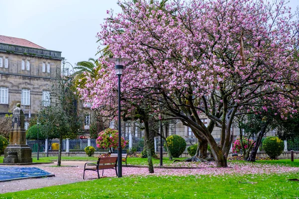 Magnolia Kvetoucí Soulangiana Parku Pontevedře Španělsko — Stock fotografie