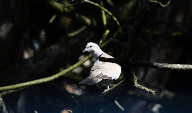 Ağaç dallarıyla çevrili beyaz güvercin.