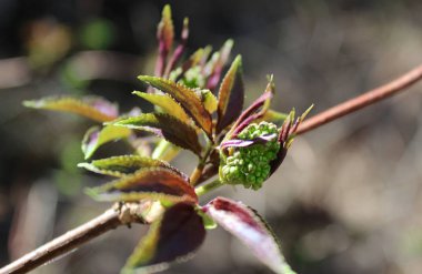 Taze derin sabah orman