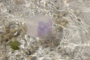 Kızıl denizdeki denizanaları