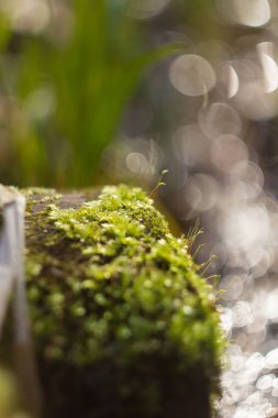 Genç yeşil orman yosun 