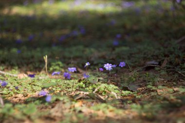 İlk Orman Çiçekleri - Adonis vernalis