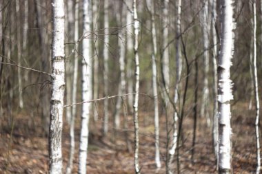 Bahar derin huş ağacı orman
