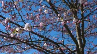 Sakura ağacı dalları Park arka plan kadar yaz günü kapatın