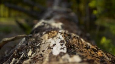 Bir güneşli gün iğne yapraklı foreston ahşap bir günlüğüne yaşayan karıncalar