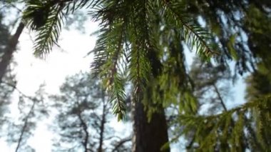 Şube closeup arkadan aydınlatmalı güneş tarafından orman çeki düzen vermek