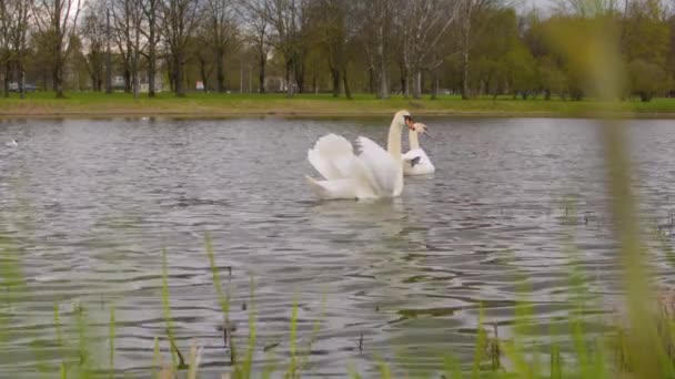 Swan couple with street traffic cars on the background in small city park pond — Stock Video