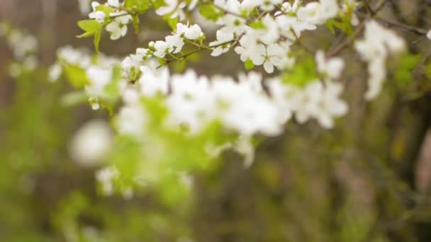 Cseresznye-szilva virág halad keresztül fókusz sík homályos álomszerű háttérrel — Stock videók