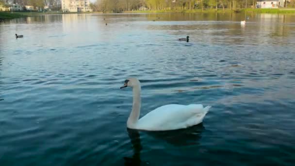 Swan nie boi się aparatu i jest bardzo blisko, w wodzie o zmierzchu — Wideo stockowe