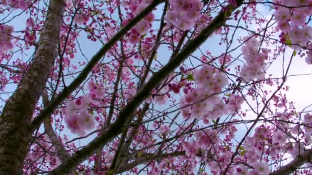 Incline-se fundo de galhos de árvore sakura no parque — Vídeo de Stock