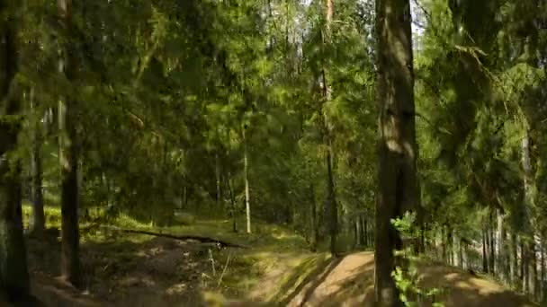 POV shot of going through deep European forest in a summer sunny day — Stock Video