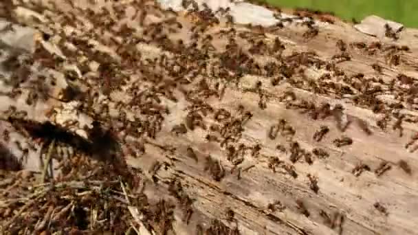 Des centaines de fourmis courent autour de leur colonie dans un vieux nid en rondins 