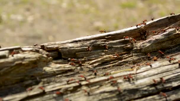 Fourmis vivant sur une bûche en bois dans la forêt de conifères — Video