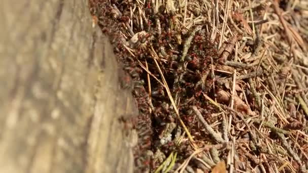 Ant nest colony entrance inside wooden log — Stock Video
