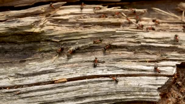 Las hormigas llevan un gran palo dentro del nido de la colonia — Vídeos de Stock