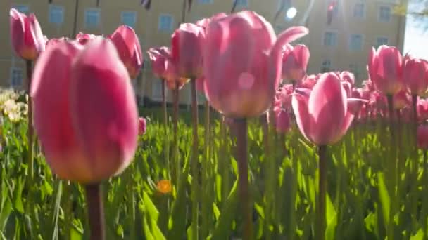 Красивые фиолетовые тюльпаны на закате солнца светлая сковорода — стоковое видео