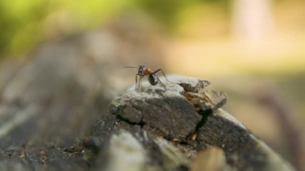 Fourmi assise immobile sur le bord de la vieille bûche en bois — Video