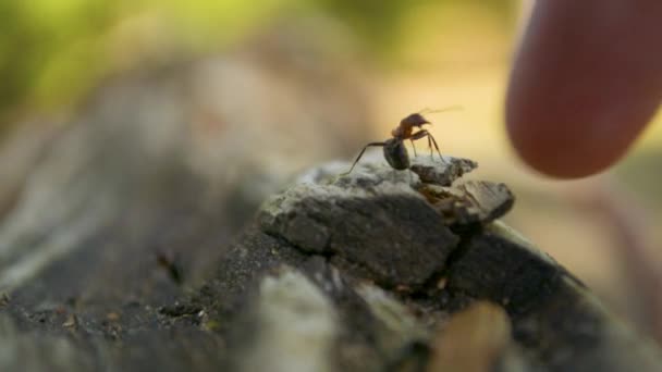 Ant soldaat protectiong zelf en zijn kolonie door te springen op aan menselijke finger — Stockvideo