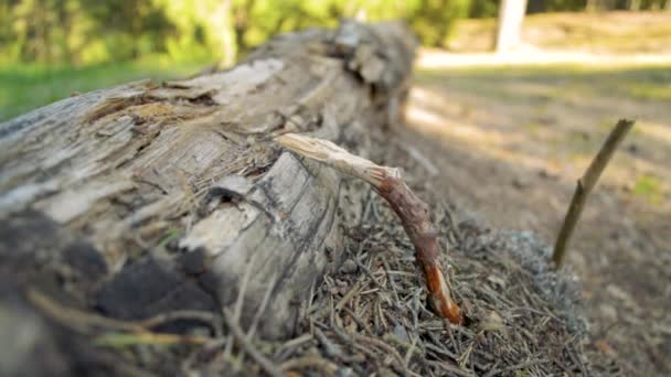 Mieren leven op een houten log onder de stick in bos weide op een zonnige dag — Stockvideo