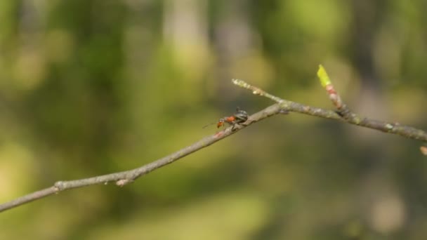 Hormiga sentada en el borde de la rama del árbol con gente caminando sobre el fondo — Vídeos de Stock