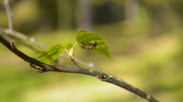 Mieren eten elkaar onder het blad van de boomtak — Stockvideo