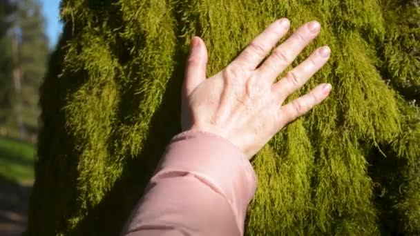 Femme touche mur de tapis de mousse sur le côté nord de l'arbre — Video