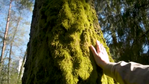 Man is touching moss carpet wall on the north side of the tree — Stock Video