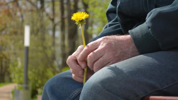 Ανώτερος συνταξιούχος γέροντας κρατώντας το μικρό κίτρινο λουλούδι που κάθεται στον πάγκο φωνάζοντας — Αρχείο Βίντεο