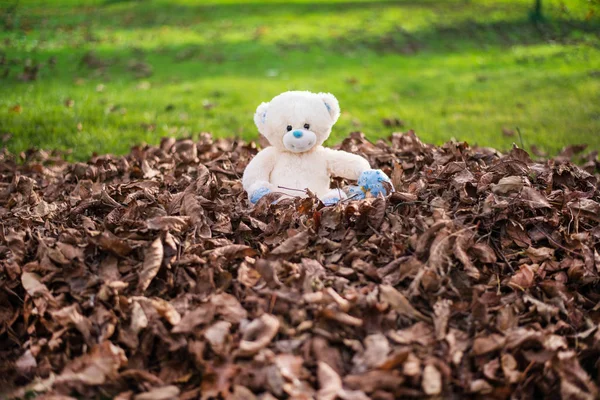 Медведь на листьях — стоковое фото