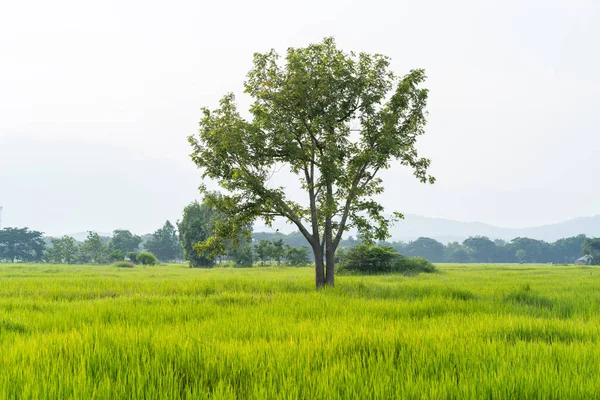 Big tree with green grass rice fields — Stock Photo, Image