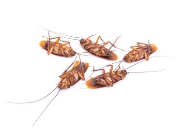 Hamamböceği beyaz arkaplanda izole edildi