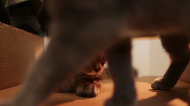 猫 B 卷6 — 图库视频影像