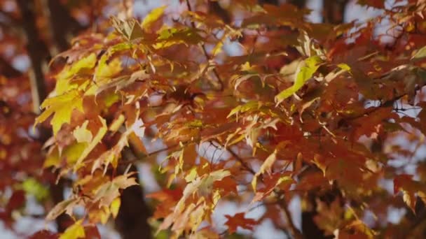 Осенние листья B-2 — стоковое видео