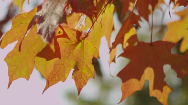 Feuilles d'automne B Rouleau 5 