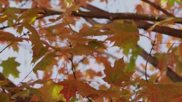 Őszi levelek B tekercs 6 — Stock videók